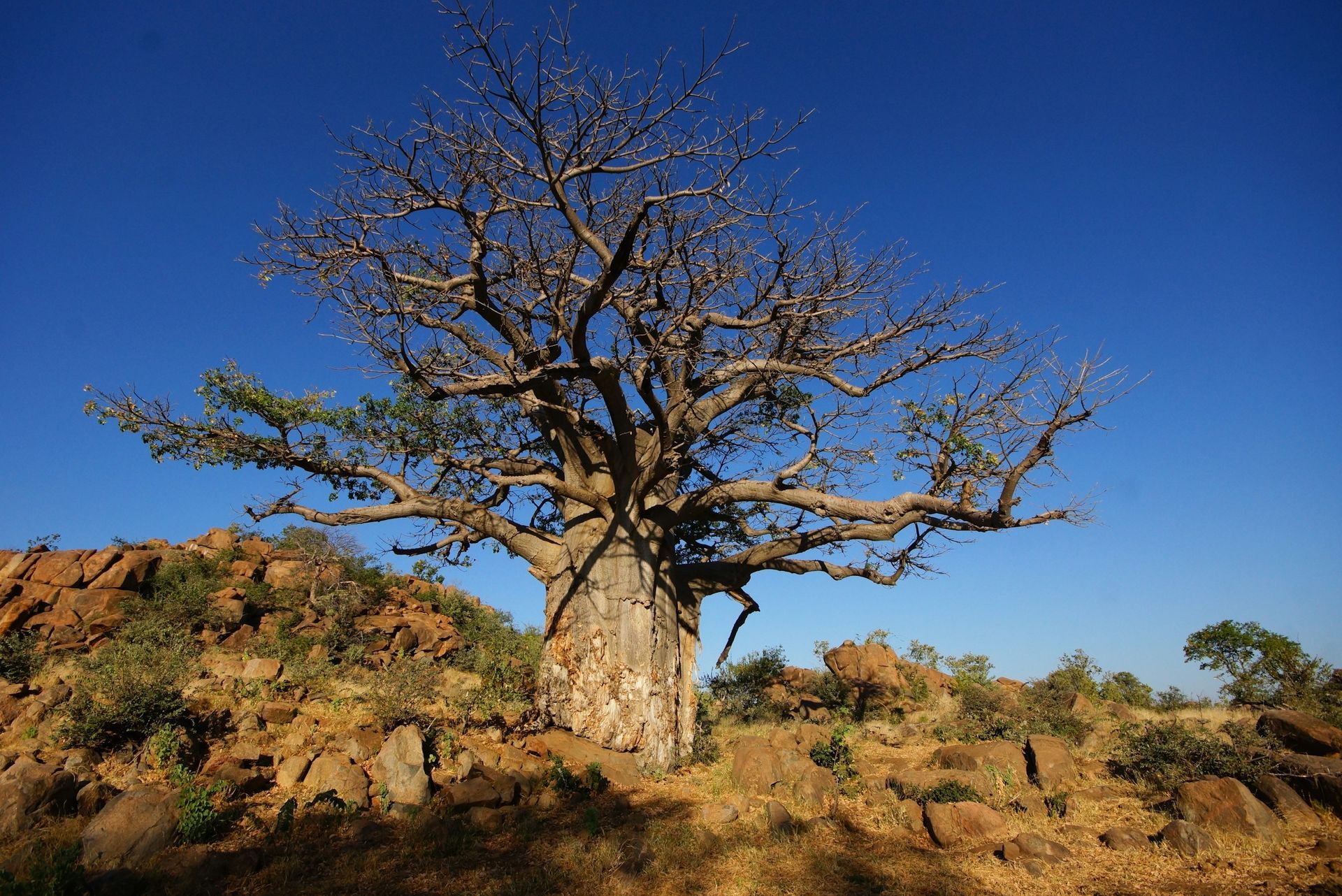 Meet the baobab - our tree of life!